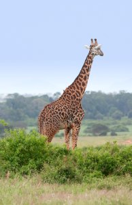 Massai-Giraffe