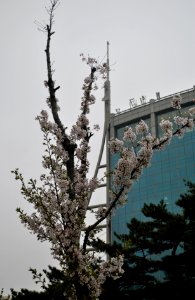 Yeouido Park Spring 2016