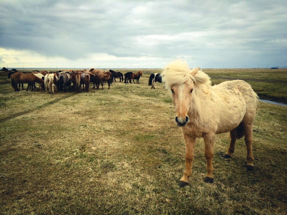 Animals grass field