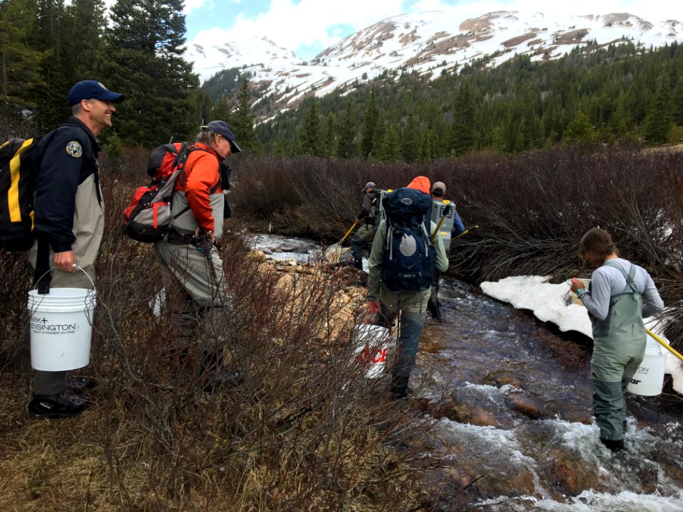 Looking for Greenbacks