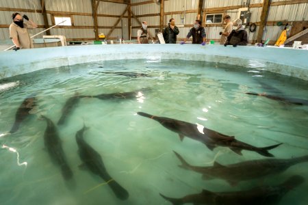 spawning paddlefish at gavins point NFH (1) photo