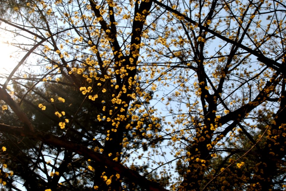 Yeouido Flower Festival