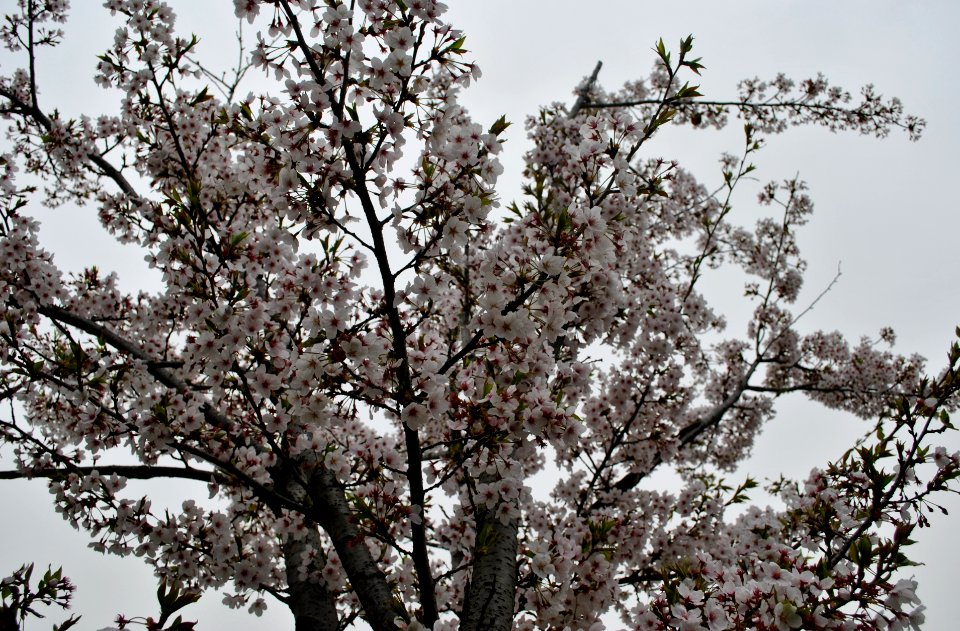 Yeouido Park Spring 2016