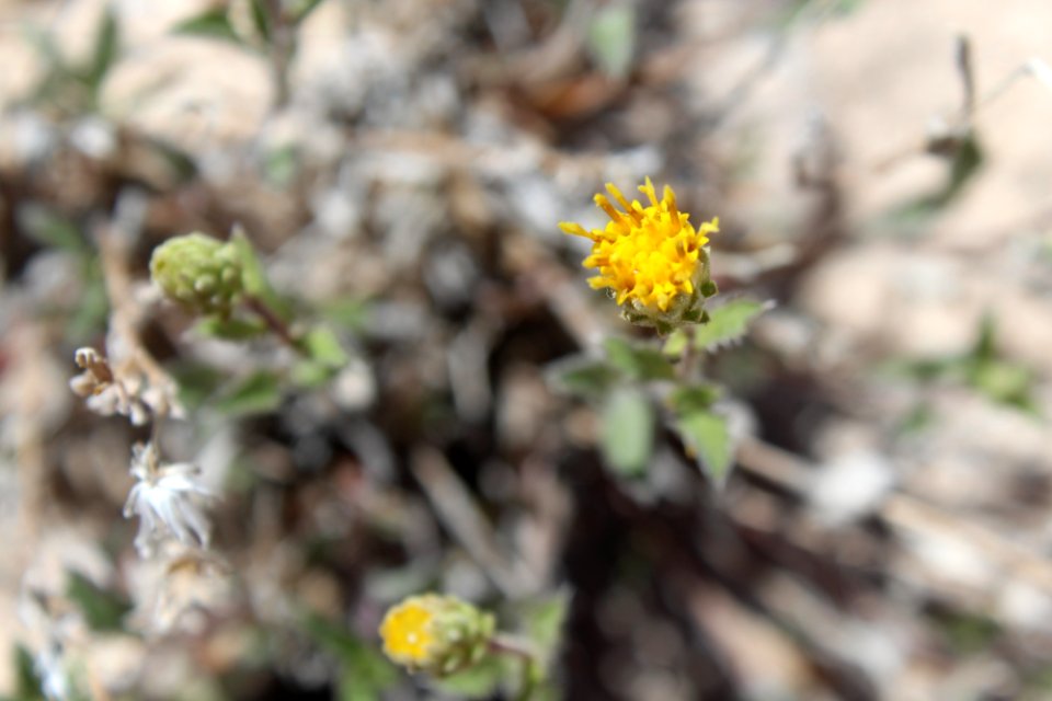 Rayless tansyaster (Xanthisma grindelioides var grindelioides)