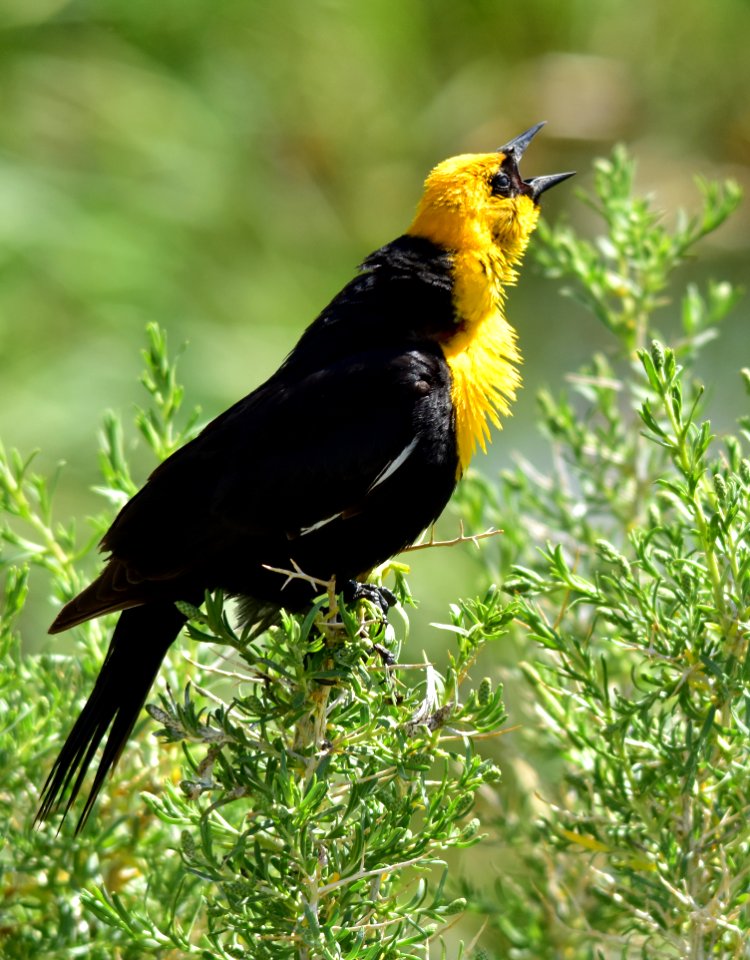 Yellow headed blackbird at Arapaho National Wildlife Refuge