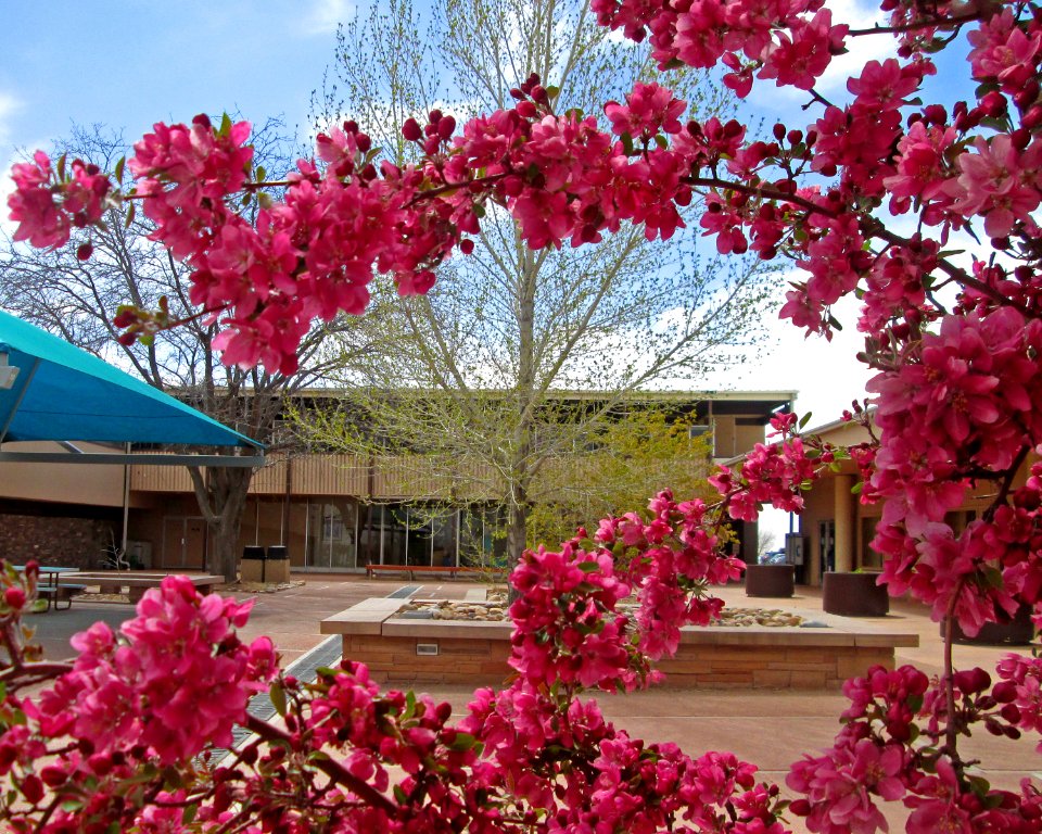 Painted Desert Community Complex Crabapple Tree