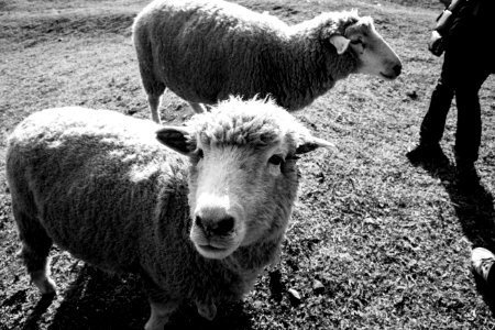 Sheep at Cingjing Farm 清境農場