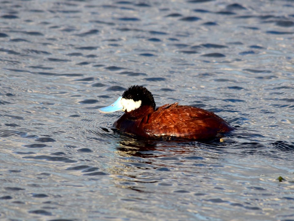 Ruddy duck at Seedskadee National Wildlife Refuge