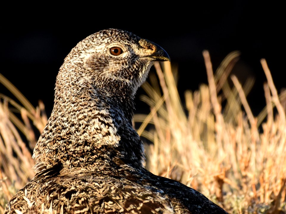 Greater sage-grouse at Seedskadee National Wildlife Refuge