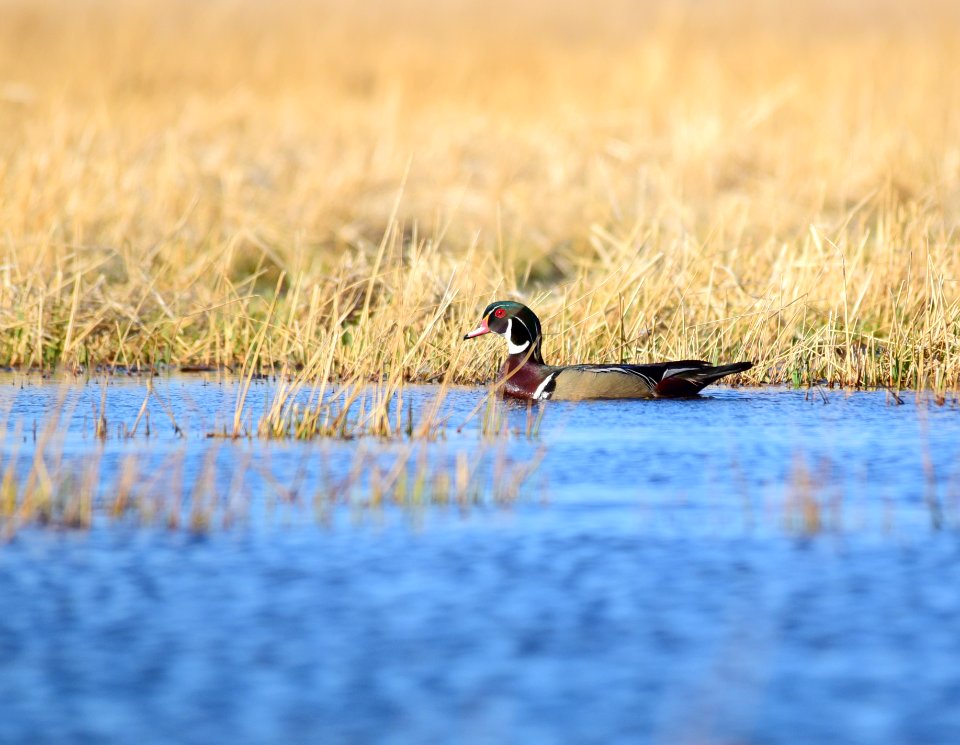 Wood duck at Seedskadee National Wildlife Refuge