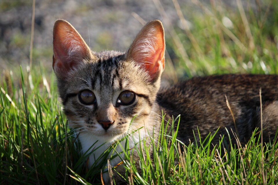 Cat baby mackerel young cat