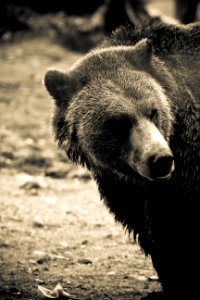 Bear in Grouse mountain