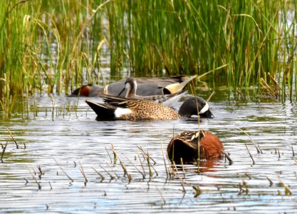 Blue-winged teal, cinnamon teal, green-winged teal at Seedskadee National Wildlife Refuge photo