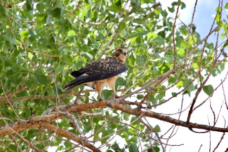 Swainson's Hawk