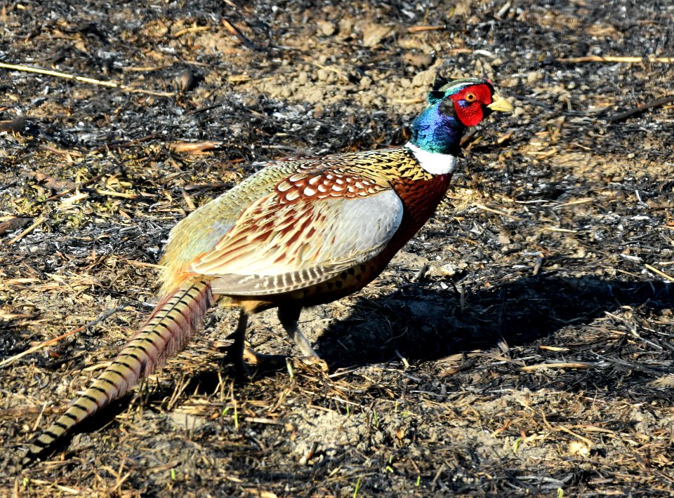 Ring-necked pheasant at LaCreek National Wildlife Refuge