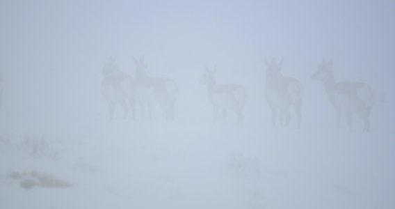 Pronghorn in the snow and fog at Seedskadee National Wildlife Refuge