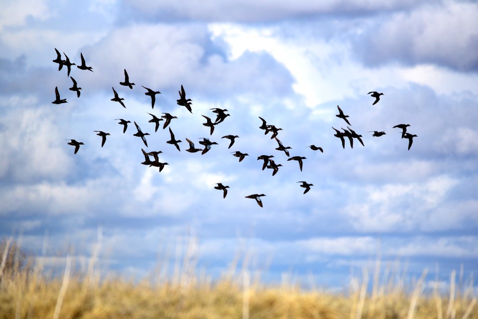 Green-winged teal on Seedskadee National Wildlife Refuge