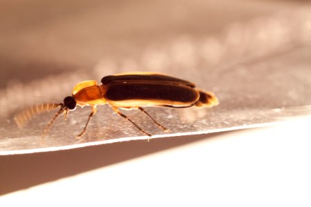 Firefly without fire