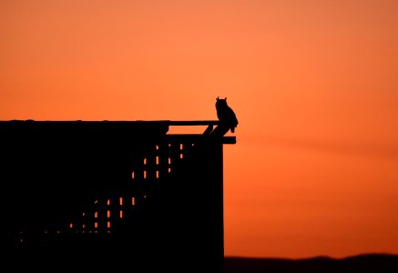 Great horned owl at Seedskadee National Wildlife Refuge photo