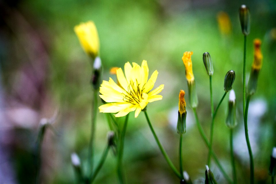 Flowers photo