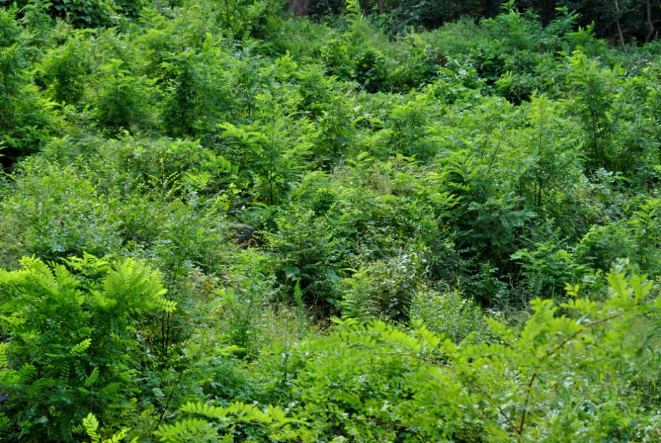 Dobee Mountain