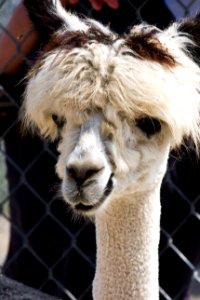 Alpaca