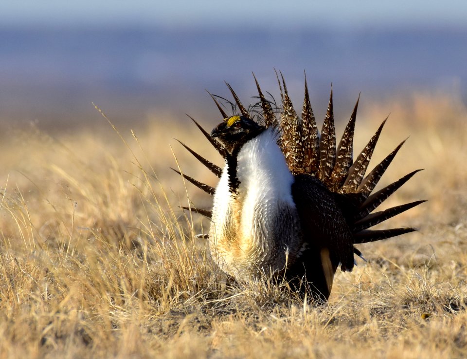 Greater sage-grouse near Seedskadee National Wildlife Refuge