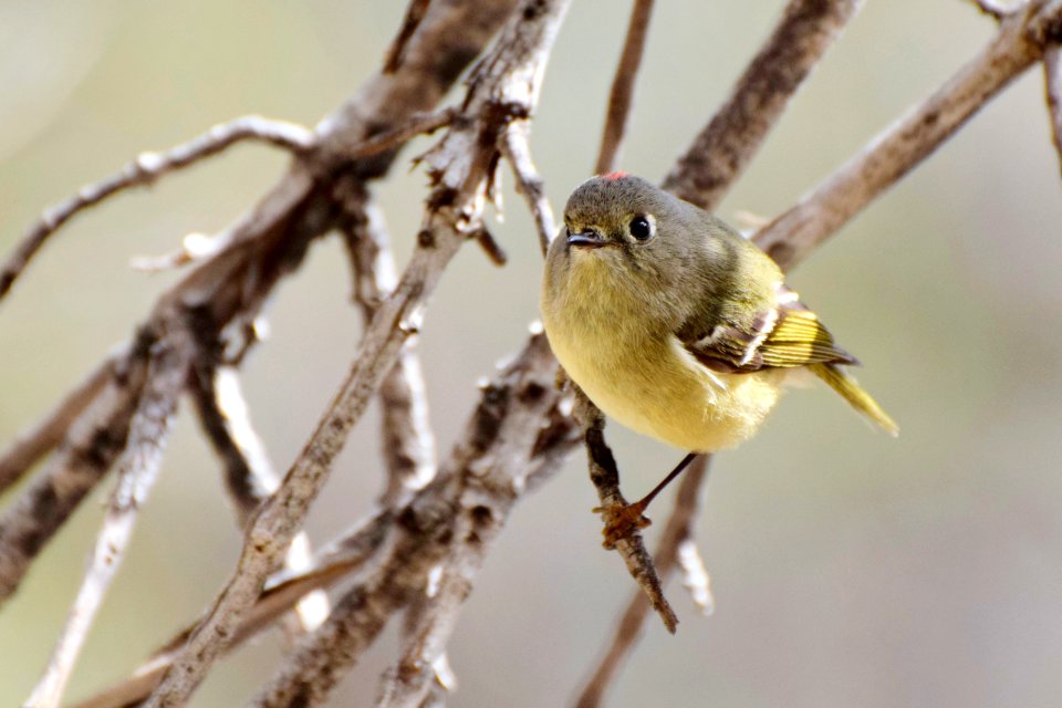 Ruby-crowned kinglet