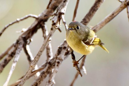 Ruby-crowned kinglet