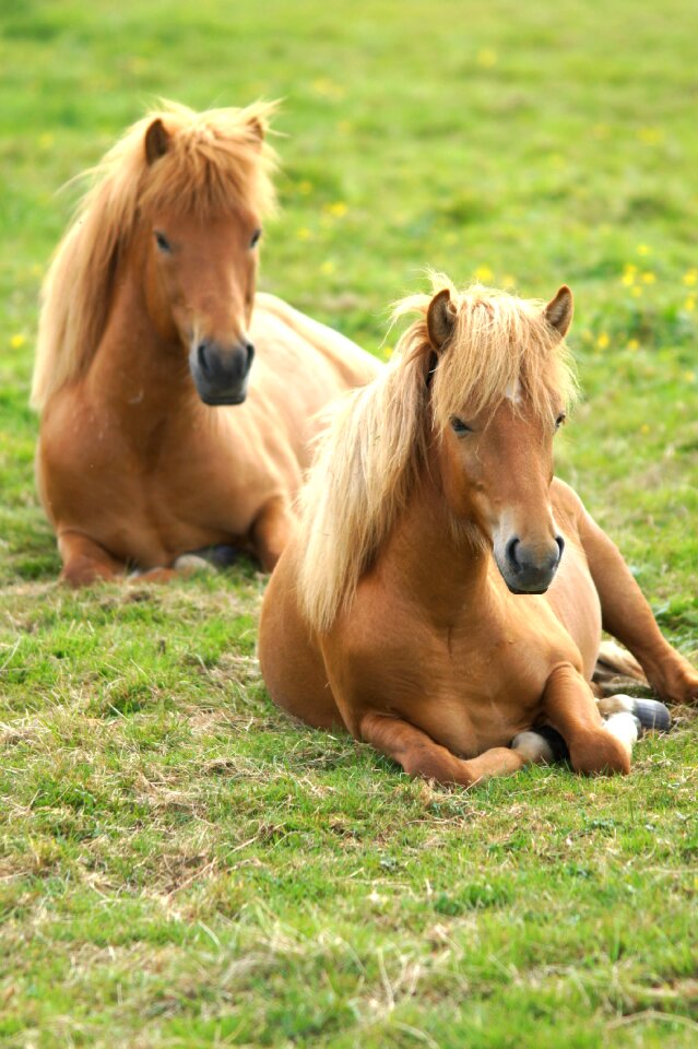 Horses rest paddock