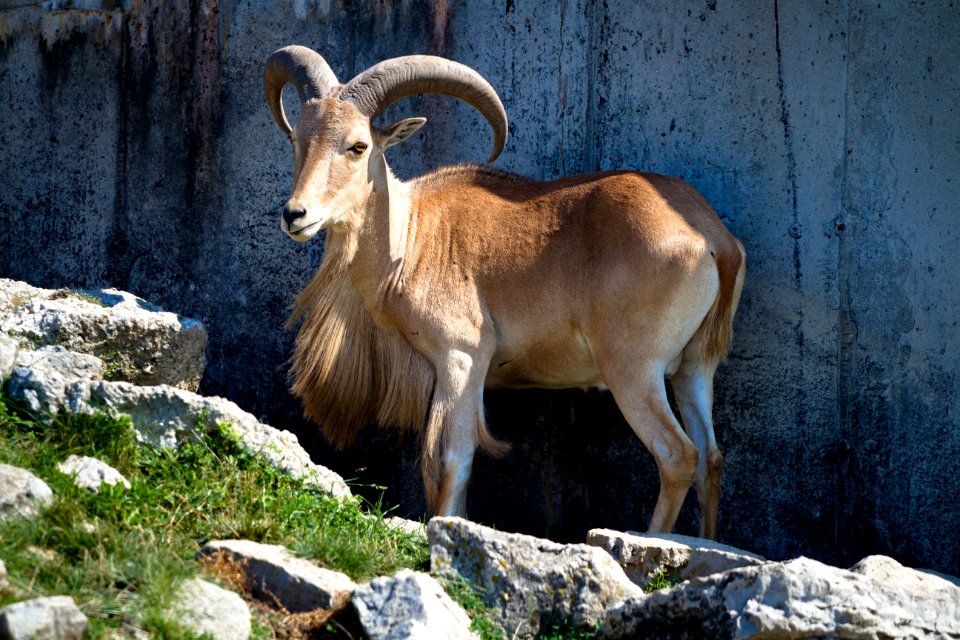 Barbary sheep