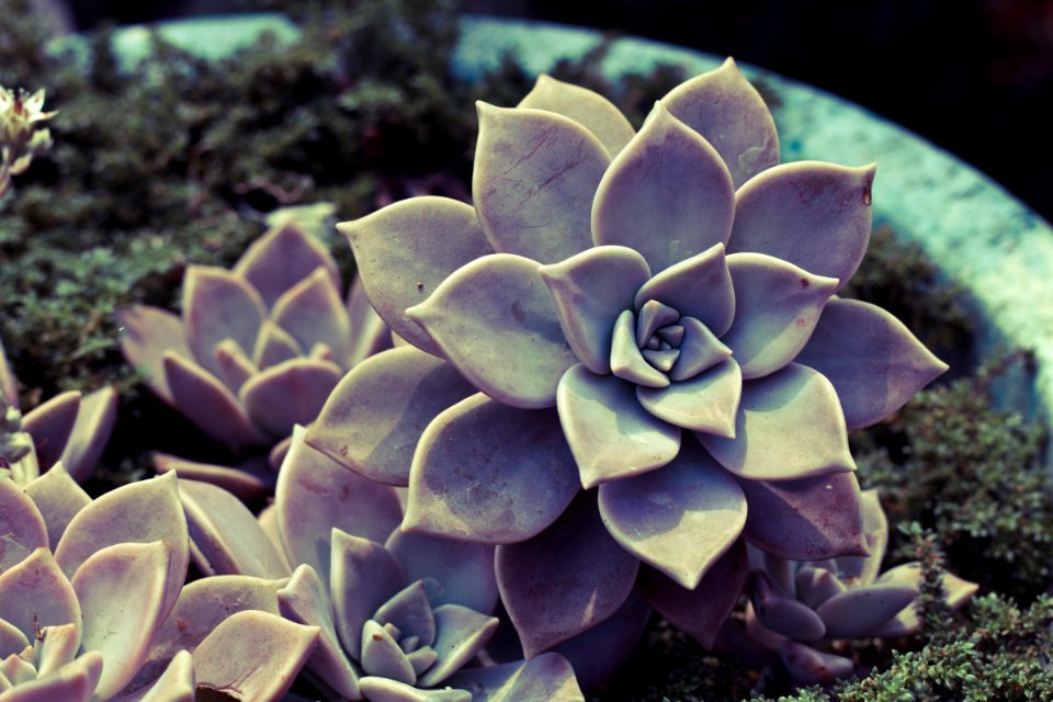 Mother of pearl plant