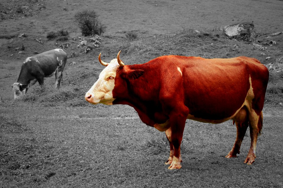 Animal cows agriculture