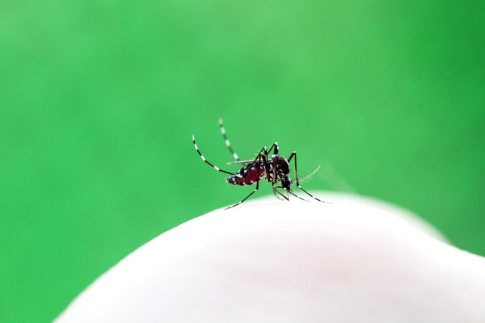 Asian tiger mosquito