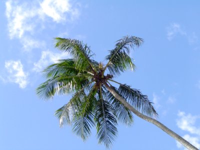 Coconut palm photo