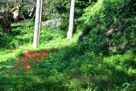 Dobee Mountain