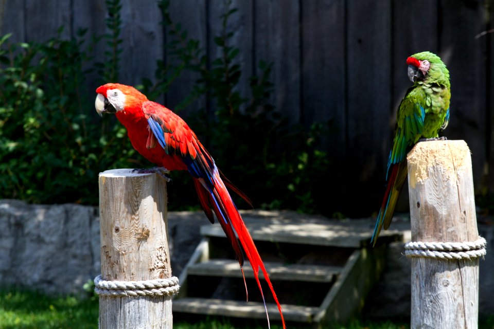 Parrot Paradise