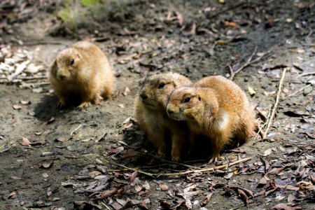 黑尾草原犬鼠 black-tailed prairie dog