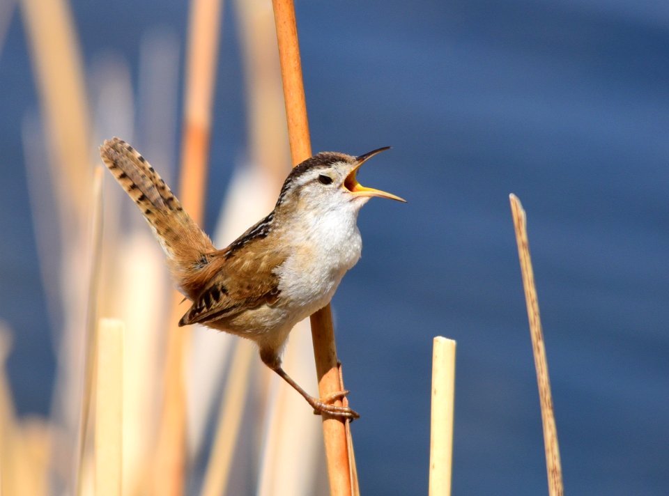 Marsh wren at Seedskadee National Wildlife Refuge