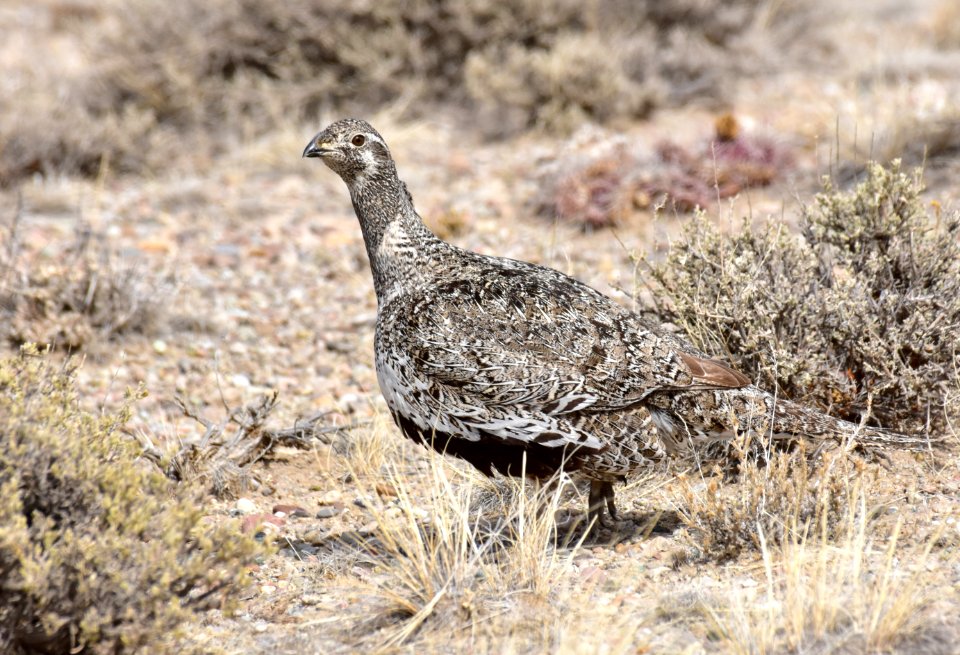 Greater sage-grouse at Seedskadee National Wildlife Refuge