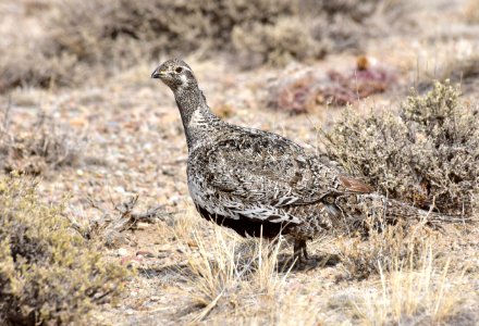 Greater sage-grouse at Seedskadee National Wildlife Refuge photo