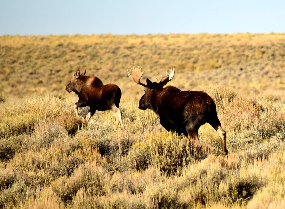 Moose at Seedskadee National Wildlife Refuge