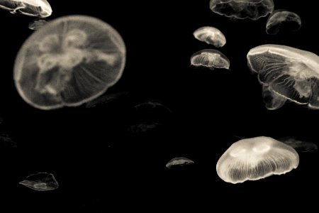 Jellyfish photo