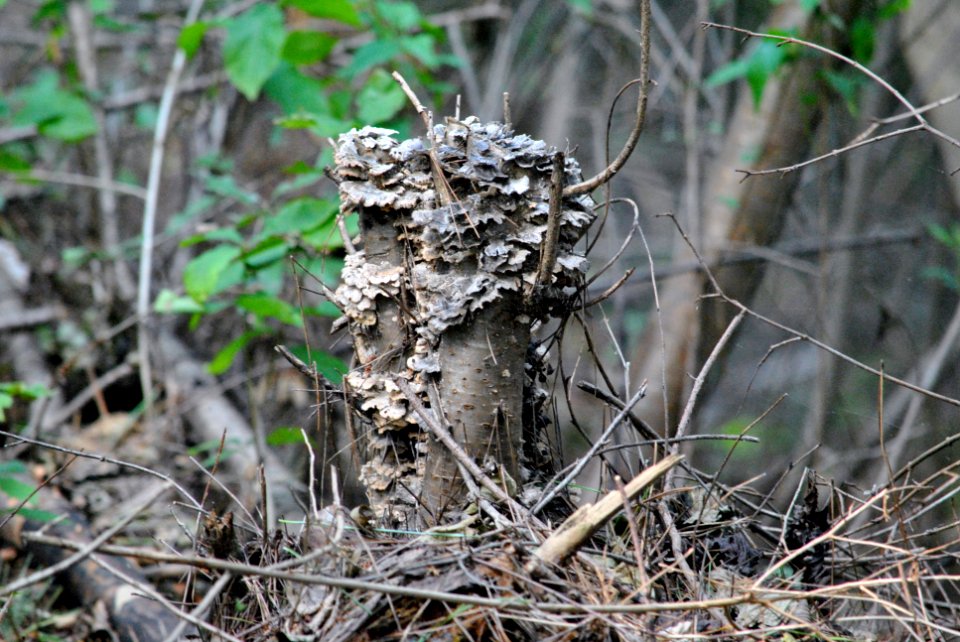 Dobee Mountain