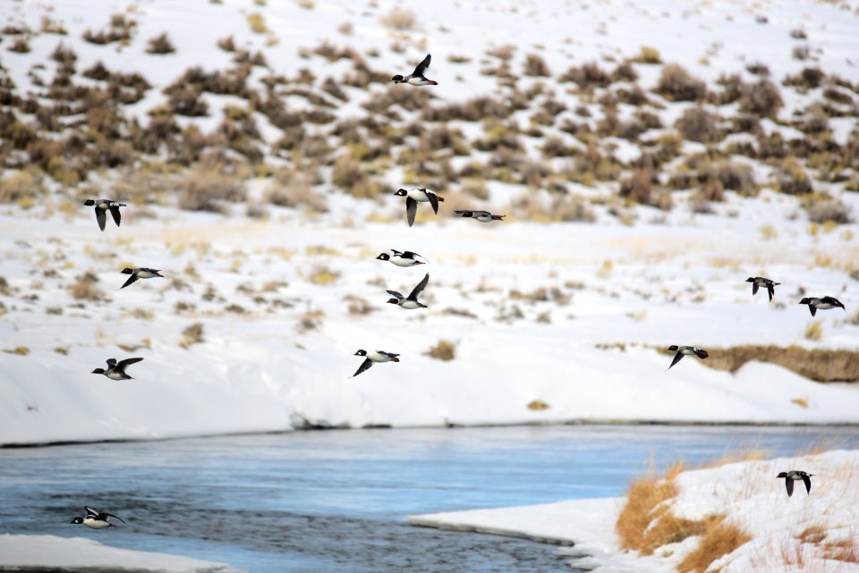 Common goldeneye at Seedskadee National Wildlife Refuge