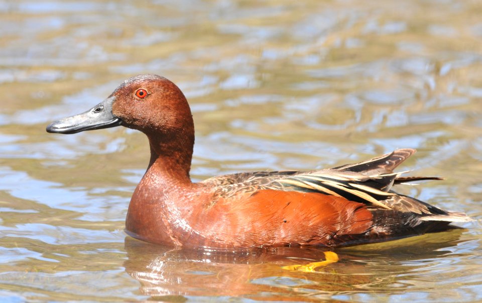 Cinnamon Teal (male), Scott Somershoe