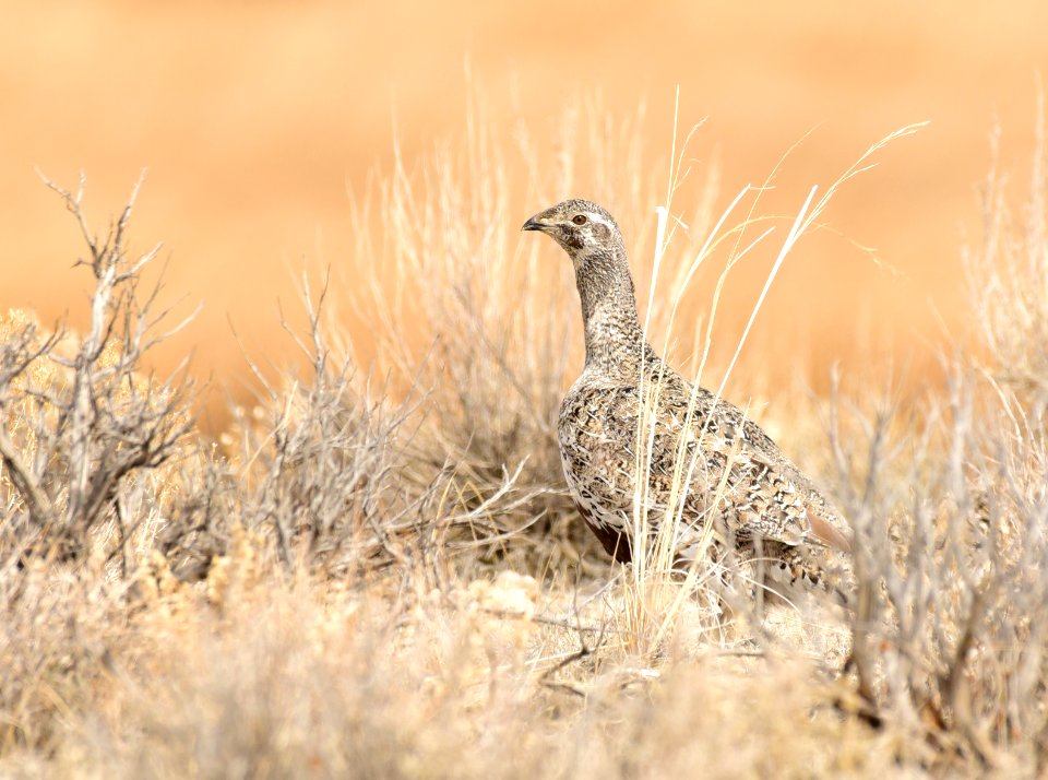 Greater sage-grouse at Seedskadee National Wildlife Refuge