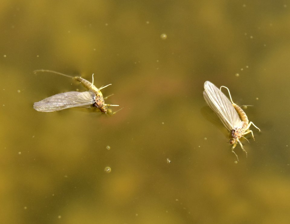 Adult Mayfly at Seedskadee National Wildlife Refuge