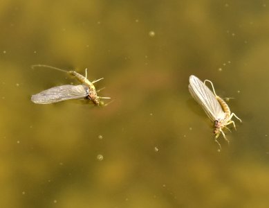 Adult Mayfly at Seedskadee National Wildlife Refuge photo