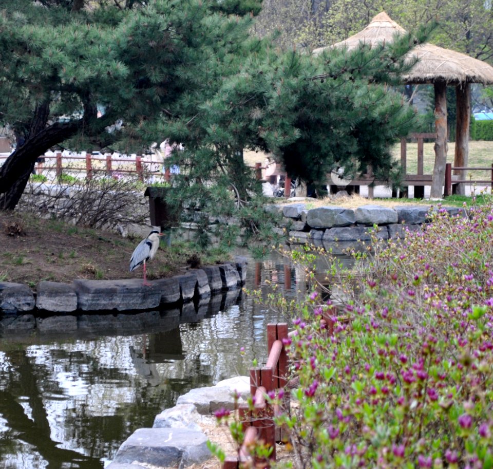 Yeouido Park Spring 2016